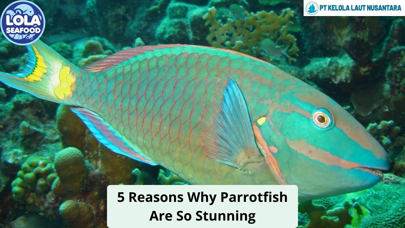 5 Reasons Why Parrotfish Are So Stunning